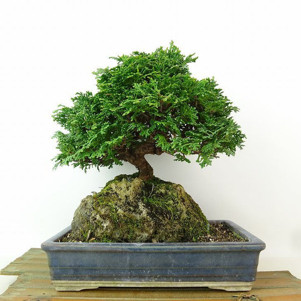 盆栽 桧 津山桧 樹高 約22cm つやまひのき Chamaecyparis obtusa ツヤマヒノキ 石付き ヒノキ科 常緑樹 観賞用 1198409555