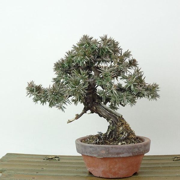 盆栽 松 杜松 樹高 約13cm としょう Juniperus rigida トショウ ジン シャリ ヒノキ科 常緑針葉樹 観賞用 小品 v1198440270