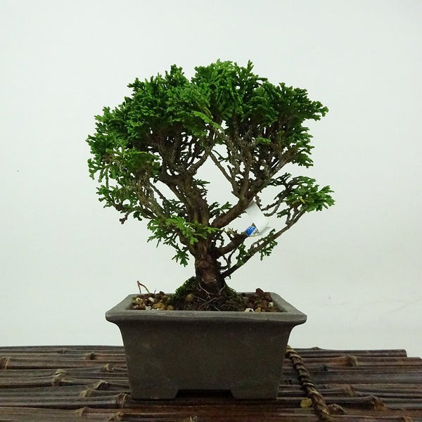 盆栽 桧 津山桧 樹高 約15cm つやまひのき Chamaecyparis obtusa ツヤマヒノキ ヒノキ科 常緑樹 観賞用 小品 j1198416713