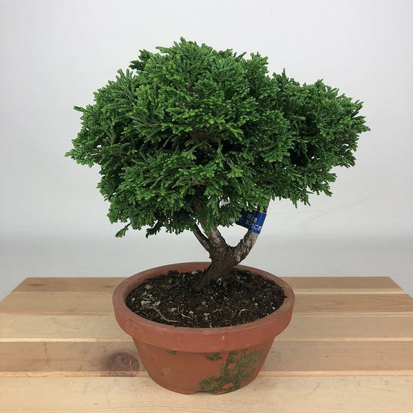 盆栽 桧 津山桧 樹高 約16cm つやまひのき Chamaecyparis obtusa ツヤマヒノキ ヒノキ科 常緑樹 観賞用 小品 o1198422595