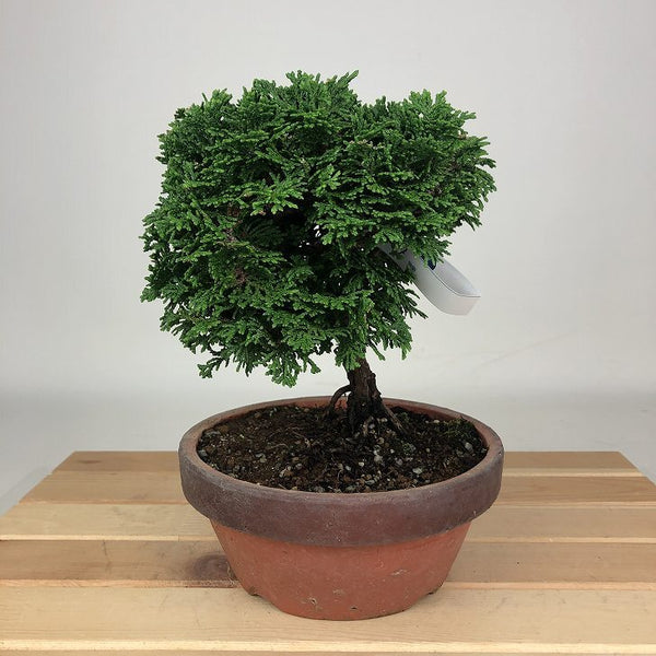 盆栽 桧 津山桧 樹高 約16cm つやまひのき Chamaecyparis obtusa ツヤマヒノキ ヒノキ科 常緑樹 観賞用 小品 l1198408788
