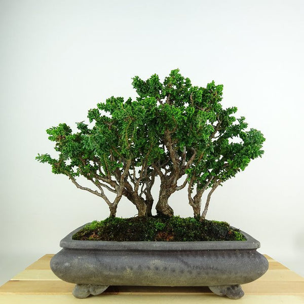 盆栽 桧 石化桧 樹高 21cm せっかひのき Chamaecyparis obtusa セッカヒノキ ヒノキ科 常緑樹 観賞用 r1198402935