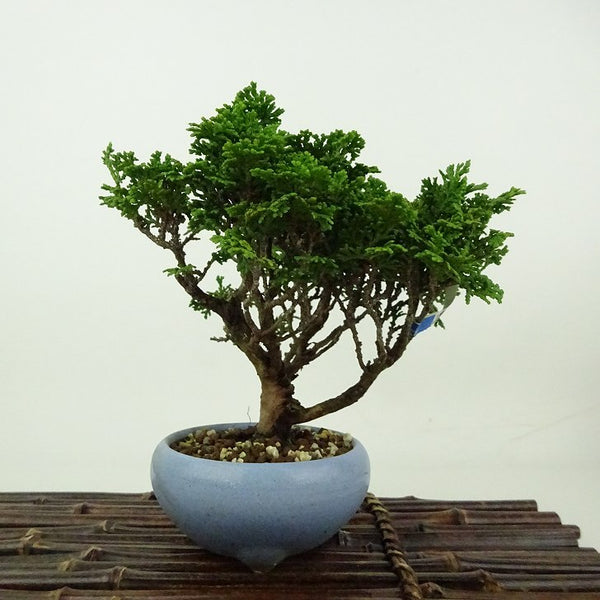 盆栽 桧 津山桧 樹高 約14cm つやまひのき Chamaecyparis obtusa ツヤマヒノキ ヒノキ科 常緑樹 観賞用 小品 x1198414167