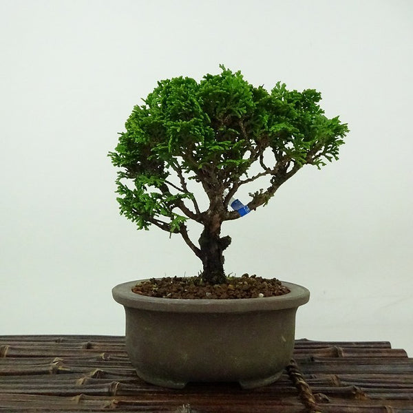盆栽 桧 津山桧 樹高 約14cm つやまひのき Chamaecyparis obtusa ツヤマヒノキ ヒノキ科 常緑樹 観賞用 小品 f1198413165