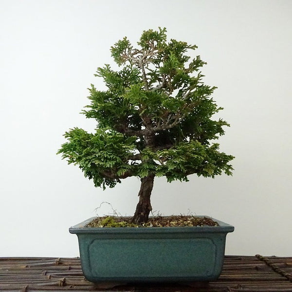 盆栽 桧 津山桧 樹高 約21cm つやまひのき Chamaecyparis obtusa ツヤマヒノキ ヒノキ科 常緑樹 観賞用 r1198404843