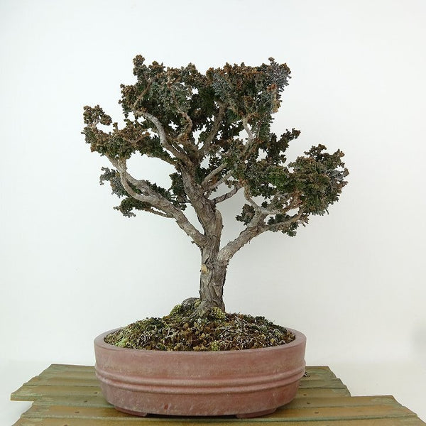 盆栽 桧 石化桧 樹高 25cm せっかひのき Chamaecyparis obtusa セッカヒノキ ヒノキ科 常緑樹 観賞用 g1198415534