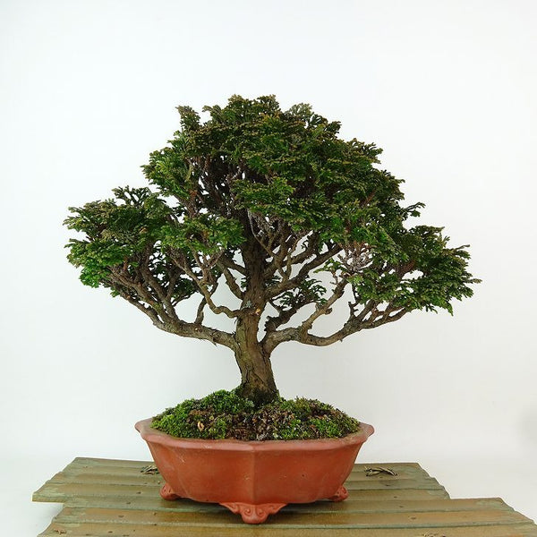 盆栽 桧 津山桧 樹高 約23cm つやまひのき Chamaecyparis obtusa ツヤマヒノキ ヒノキ科 常緑樹 観賞用 d1198421986