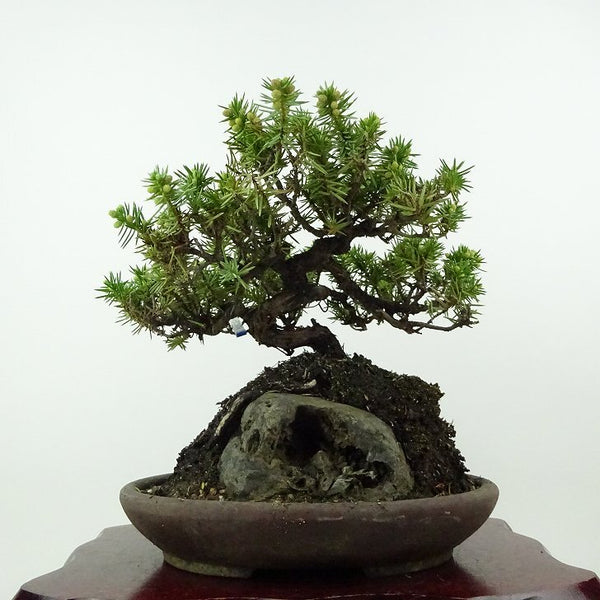 盆栽 松 杜松 樹高 約20cm としょう Juniperus rigida トショウ 石付き ヒノキ科 常緑針葉樹 観賞用 小品 b1198419229