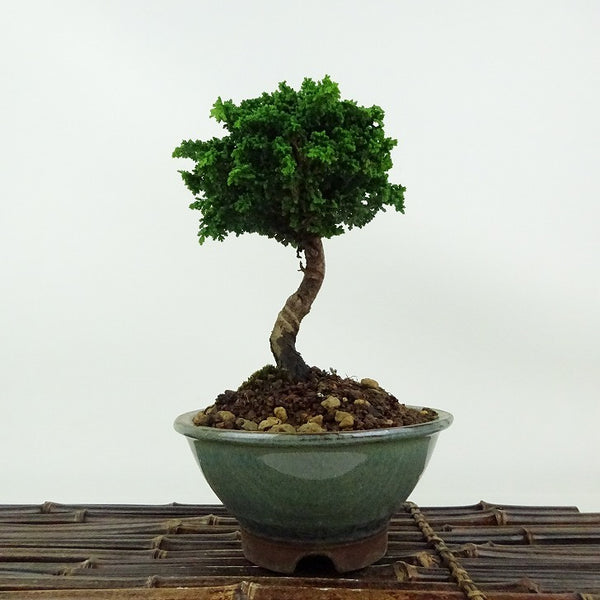 盆栽 桧 石化桧 樹高 約17cm せっかひのき Chamaecyparis obtusa セッカヒノキ ヒノキ科 常緑樹 観賞用 小品 q1198413918