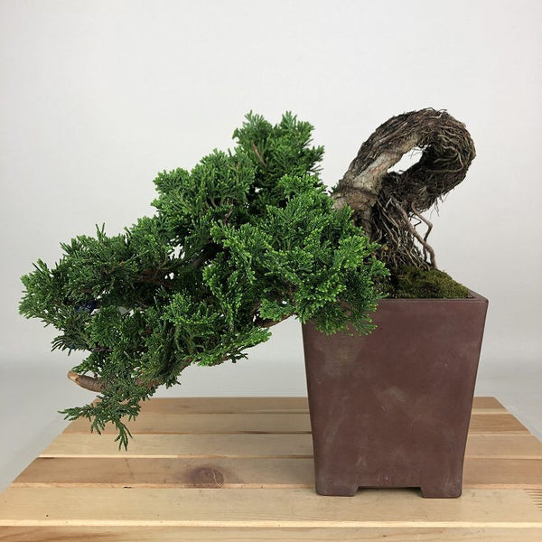 盆栽 桧 津山桧 樹高 上下 約19cm つやまひのき Chamaecyparis obtusa ツヤマヒノキ ヒノキ科 常緑樹 観賞用 小品 g1198414241