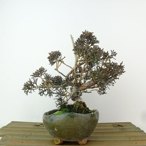 盆栽 真柏 樹高 約14cm しんぱく Juniperus chinensis シンパク ジン ヒノキ科 常緑樹 観賞用 小品 m1198407220
