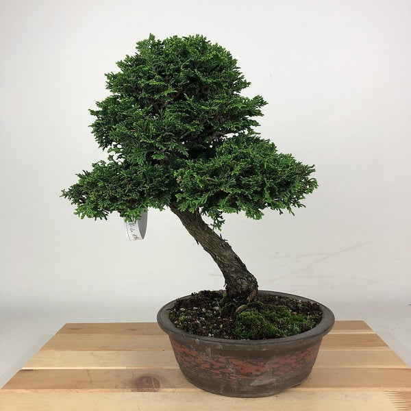 盆栽 桧 津山桧 樹高 約27cm つやまひのき Chamaecyparis obtusa ツヤマヒノキ ヒノキ科 常緑樹 観賞用 p1198422004
