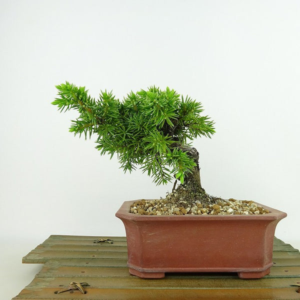 盆栽 松 杜松 樹高 約12cm としょう Juniperus rigida トショウ ヒノキ科 常緑針葉樹 観賞用 小品 v1198440610