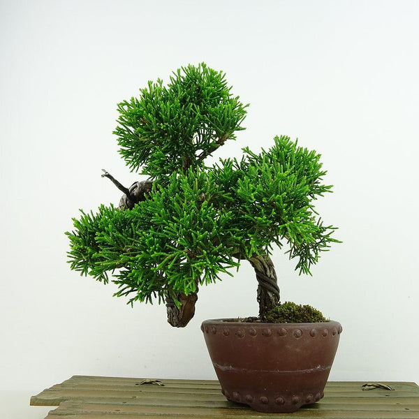 盆栽 真柏 樹高 上下 約18cm しんぱく Juniperus chinensis シンパク ヒノキ科 常緑樹 観賞用 小品 e1198408792