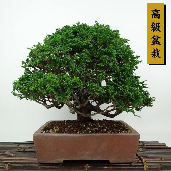 盆栽 桧 津山桧 樹高 約25cm つやまひのき 高級盆栽 Chamaecyparis obtusa ツヤマヒノキ ヒノキ科 常緑樹 観賞用 r1198404382