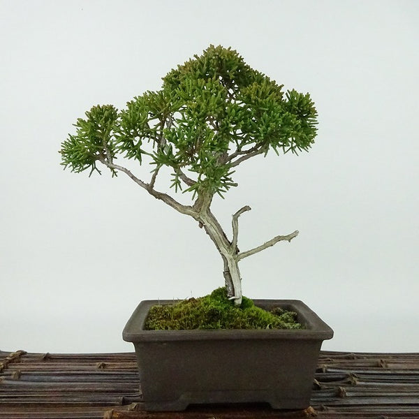 盆栽 真柏 樹高 約19cm しんぱく Juniperus chinensis シンパク “ジン シャリ” ヒノキ科 常緑樹 観賞用 小品 t1198408282
