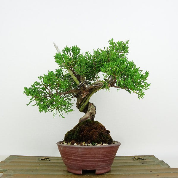 盆栽 真柏 樹高 約18cm しんぱく Juniperus chinensis シンパク “ジン シャリ” ヒノキ科 常緑樹 観賞用 小品 s1198419200
