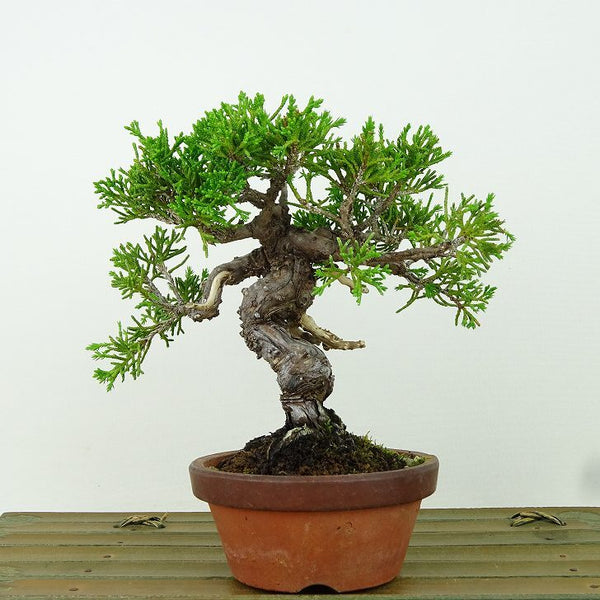 盆栽 真柏 樹高 約14cm しんぱく Juniperus chinensis シンパク “ジン シャリ” ヒノキ科 常緑樹 観賞用 小品 c1198404694