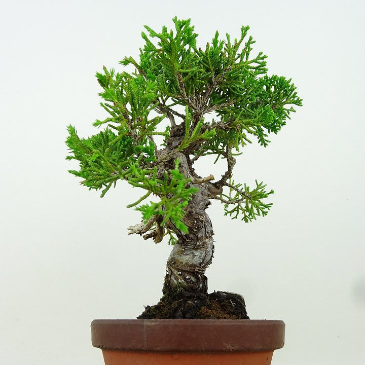 盆栽 真柏 樹高 約14cm しんぱく Juniperus chinensis シンパク “ジン シャリ” ヒノキ科 常緑樹 観賞用 小品 ...