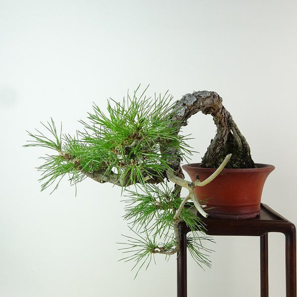 盆栽 松 赤松 樹高 上下 約21cm あかまつ Pinus densiflora アカマツ red pine 懸崖 マツ科 常緑樹 観賞用 h1198422333