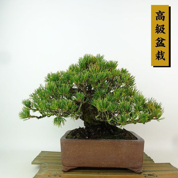 盆栽 松 五葉松 九重 樹高 約19cm ごようまつ 高級盆栽 Pinus parviflora ゴヨウマツ マツ科 常緑針葉樹 観賞用 小品 k1198410082