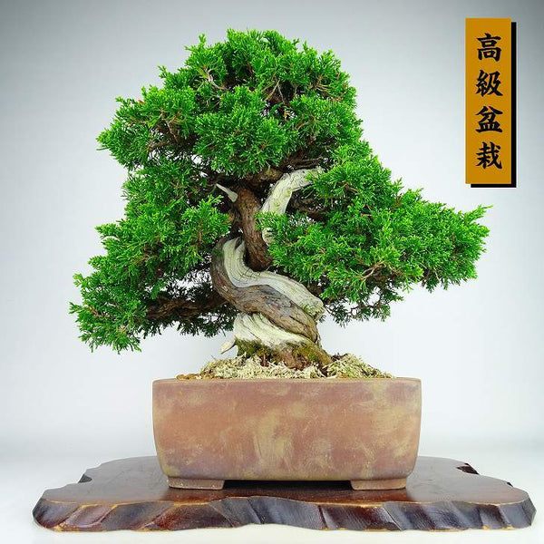 盆栽 真柏 樹高 約35cm しんぱく 高級盆栽 Juniperus chinensis シンパク “ジン シャリ” ヒノキ科 常緑樹 観賞用 h1198422642