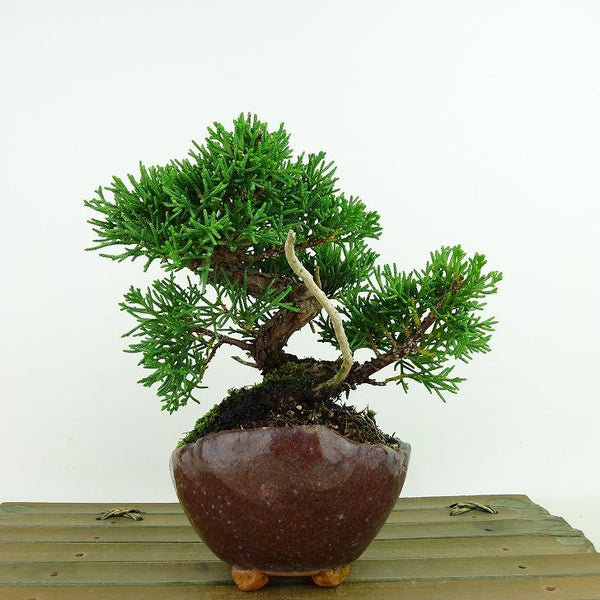 盆栽 真柏 樹高 約12cm しんぱく Juniperus chinensis シンパク “ジン” ヒノキ科 常緑樹 観賞用 小品 o1198429952