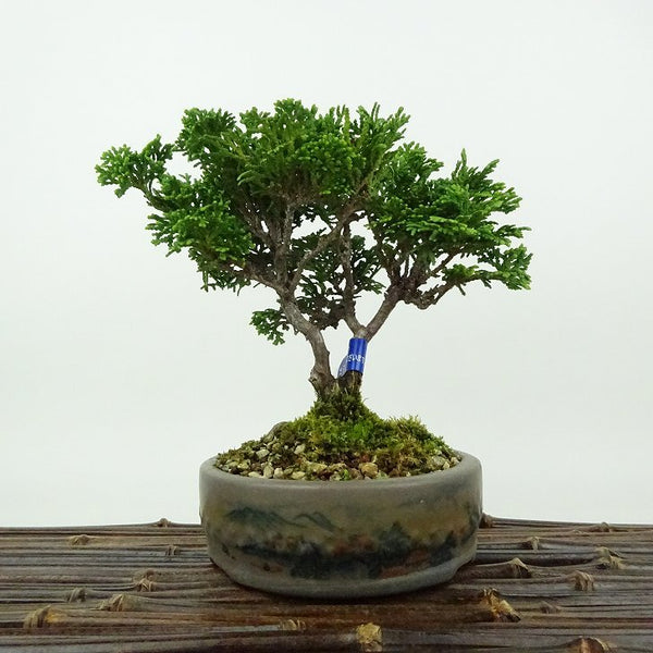 盆栽 桧 津山桧 樹高 15cm つやまひのき Chamaecyparis obtusa ツヤマヒノキ ヒノキ科 常緑樹 観賞用 小品 m1198406881