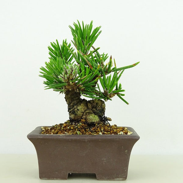 盆栽 松 黒松 寸松 樹高 約9cm くろまつ Pinus thunbergii クロマツ 寸梢 マツ科 常緑針葉樹 観賞用 小品 x1198409687