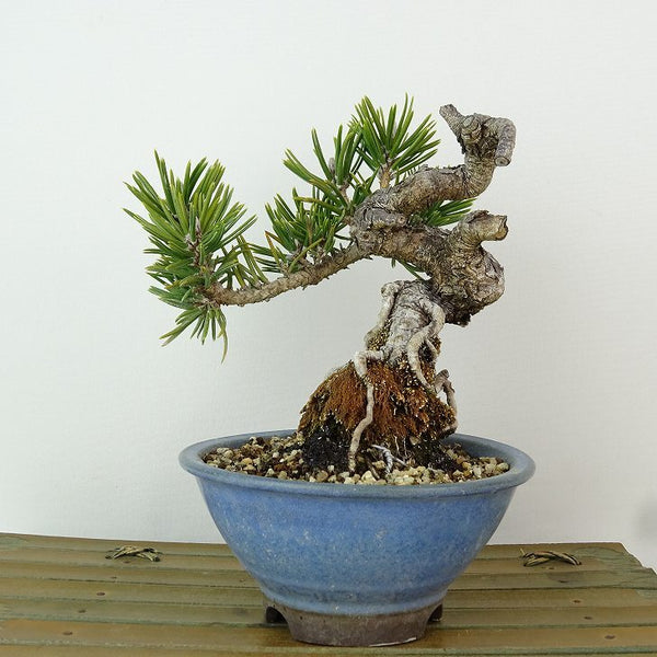 盆栽 松 黒松 寸松 樹高 約13cm くろまつ Pinus thunbergii クロマツ 接ぎ木 マツ科 常緑針葉樹 観賞用 小品 d1198426609
