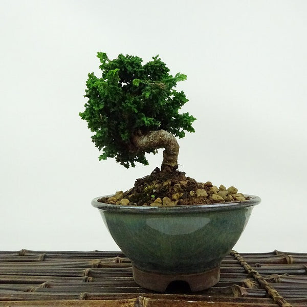 盆栽 桧 石化桧 樹高 約12cm せっかひのき Chamaecyparis obtusa セッカヒノキ ヒノキ科 常緑樹 観賞用 小品 e1198412485