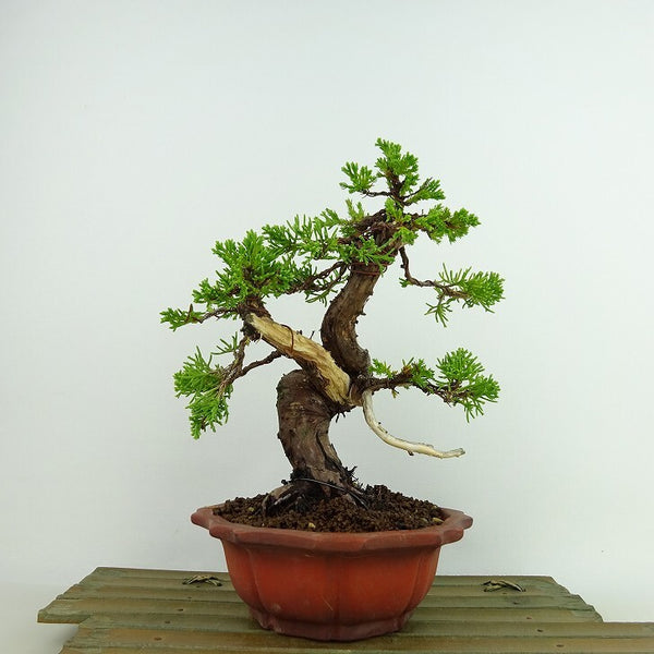 盆栽 真柏 樹高 約19cm しんぱく Juniperus chinensis シンパク “ジン シャリ” ヒノキ科 常緑樹 観賞用 小品 n1198408335