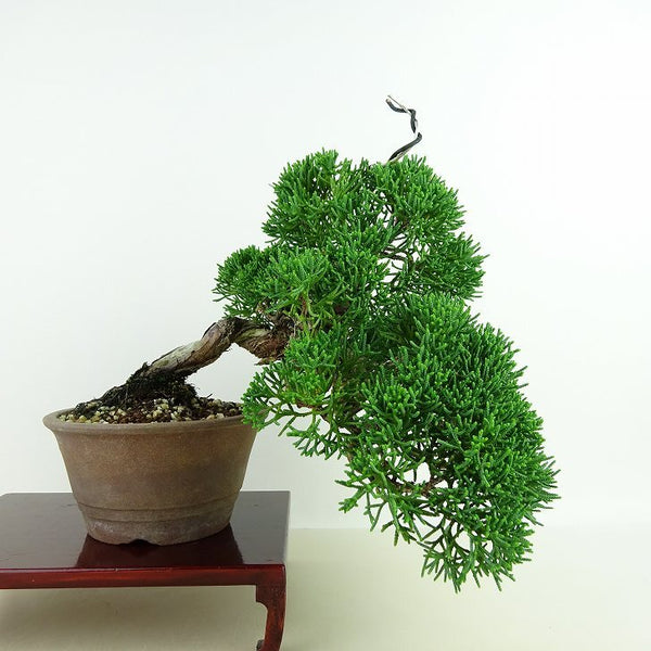 盆栽 真柏 樹高 上下 約18cm しんぱく Juniperus chinensis シンパク “ジン シャリ” ヒノキ科 常緑樹 観賞用 小品 l1198409782