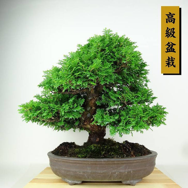 盆栽 桧 連山桧 樹高 約35cm ひのき 高級盆栽 Chamaecyparis obtuse ヒノキ ヒノキ科 常緑樹 観賞用 f1198411964