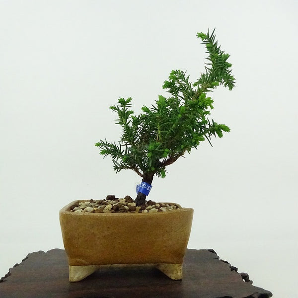 盆栽 杉 樹高 約13cm すぎ Cryptomeria japonica スギ ヒノキ科 スギ属 常緑樹 観賞用 小品 r1198409510
