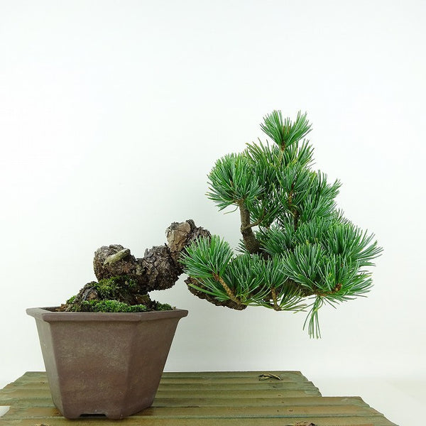 盆栽 松 五葉松 樹高 上下 約19cm ごようまつ Pinus parviflora ゴヨウマツ マツ科 常緑針葉樹 観賞用 小品 p1198420512