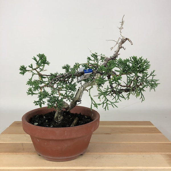 盆栽 真柏 紀州 樹高 約18cm しんぱく Juniperus chinensis シンパク ジン シャリヒノキ科 常緑樹 観賞用 小品 w1198411273