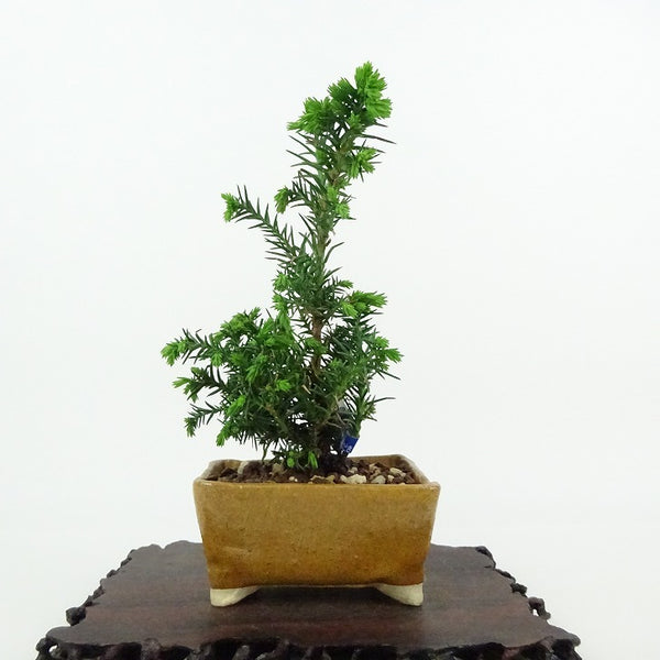 盆栽 杉 樹高 約14cm すぎ Cryptomeria japonica スギ ヒノキ科 スギ属 常緑樹 観賞用 小品 m1198412701