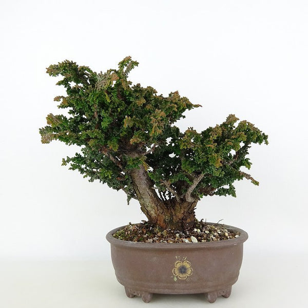 盆栽 桧 石化桧 樹高 約18cm せっかひのき 高級盆栽 Chamaecyparis obtusa セッカヒノキ ヒノキ科 常緑樹 観賞用 小品 v1198439767