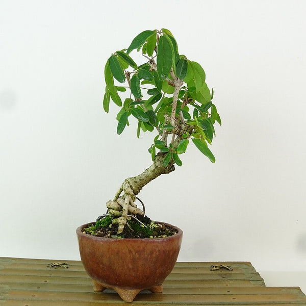 盆栽 木通 樹高 約19cm あけび Akebia quinata アケビ つる性 アケビ科 落葉樹 観賞用 小品 v1198438376