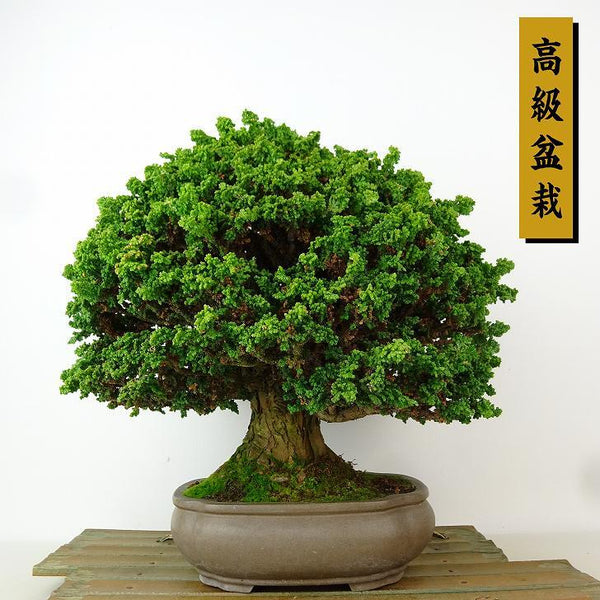 盆栽 桧 石化桧 樹高 約22cm せっかひのき 高級盆栽 Chamaecyparis obtusa セッカヒノキ ヒノキ科 常緑樹 観賞用 n1198408940