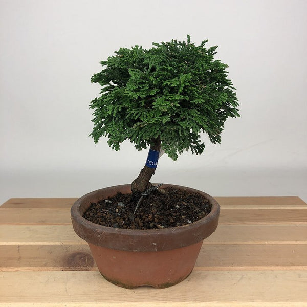 盆栽 桧 津山桧 樹高 約13cm つやまひのき Chamaecyparis obtusa ツヤマヒノキ ヒノキ科 常緑樹 観賞用 小品 u1198430956