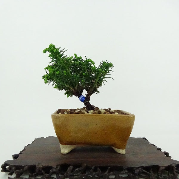 盆栽 杉 樹高 約8cm すぎ Cryptomeria japonica スギ ヒノキ科 スギ属 常緑樹 観賞用 小品 b1198424055