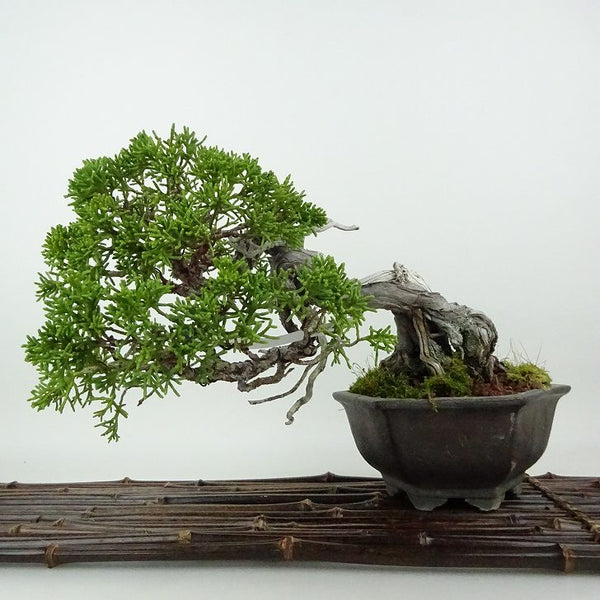 盆栽 真柏 樹高 約17cm しんぱく Juniperus chinensis シンパク ジン シャリ ヒノキ科 常緑樹 観賞用 小品 1198409004