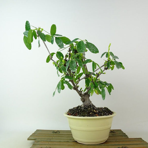 盆栽 木通 樹高 約25cm あけび Akebia quinata アケビ 白 つる性 アケビ科 落葉樹 観賞用 h1198426864