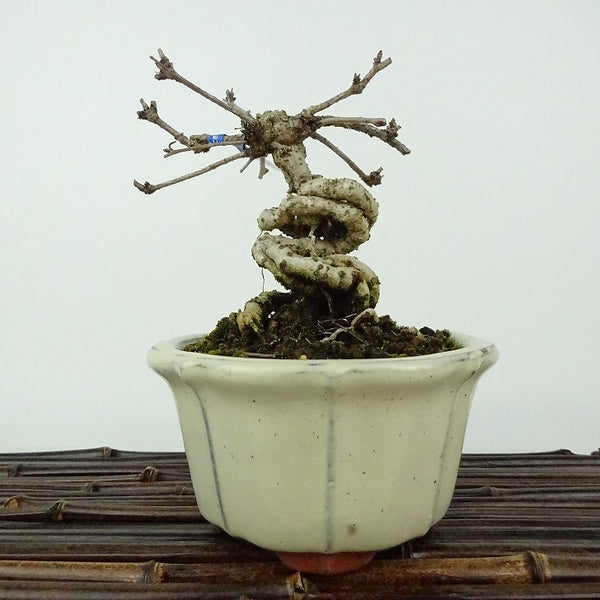 盆栽 木通 樹高 約12cm あけび Akebia quinata アケビ 根上り つる性 アケビ科 落葉樹 観賞用 小品 e1198408793