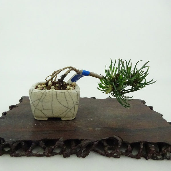 盆栽 松 這松 ミニ盆栽 樹高 約3cm はいまつ Pinus pumila ハイマツ マツ科 常緑針葉樹 観賞用 小品 d1198423975