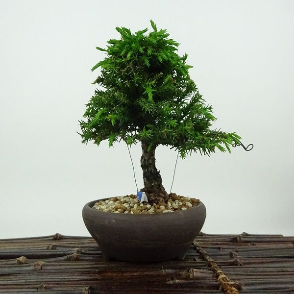 盆栽 杉 樹高 約14cm すぎ Cryptomeria japonica スギ ヒノキ科 スギ属 常緑樹 観賞用 小品 f1198410629