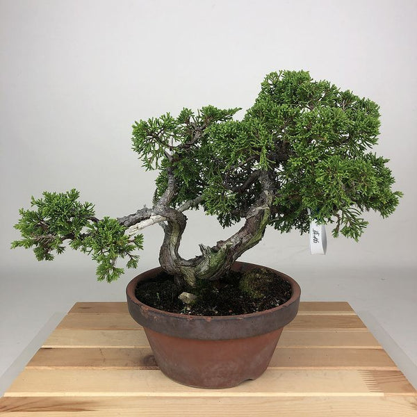 盆栽 真柏 樹高 約21cm しんぱく Juniperus chinensis シンパク ジン シャリ ヒノキ科 常緑樹 観賞用 r1198400798