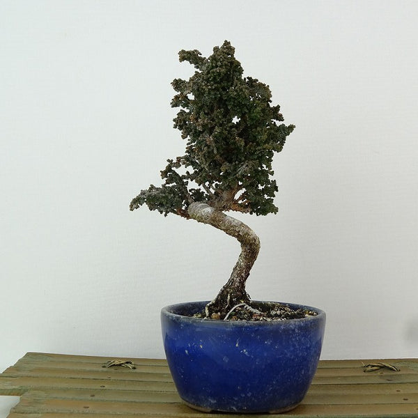 盆栽 桧 石化桧 樹高 約15cm せっかひのき Chamaecyparis obtusa セッカヒノキ ヒノキ科 常緑樹 観賞用 小品 q1198418703